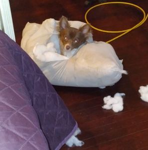 Meet your Posher, Dwight